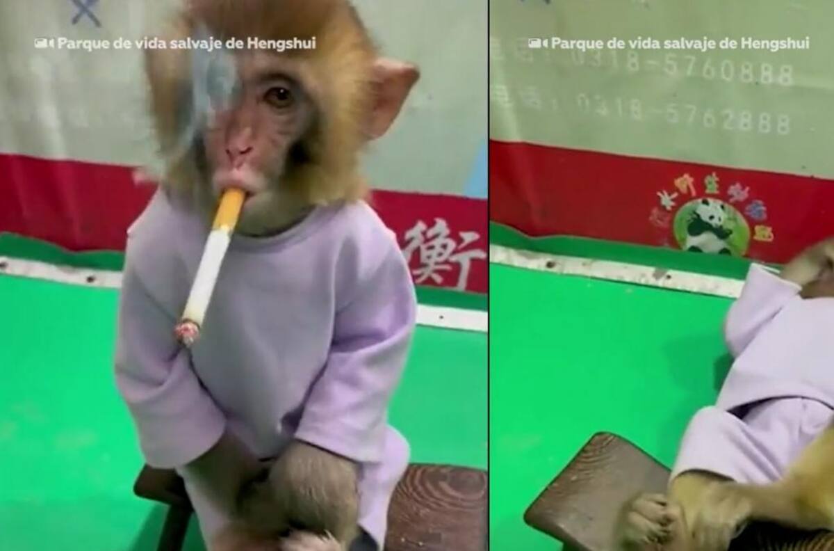 Zoológico obligó a mono bebé a fumar para una campaña sobre los peligros del tabaco
