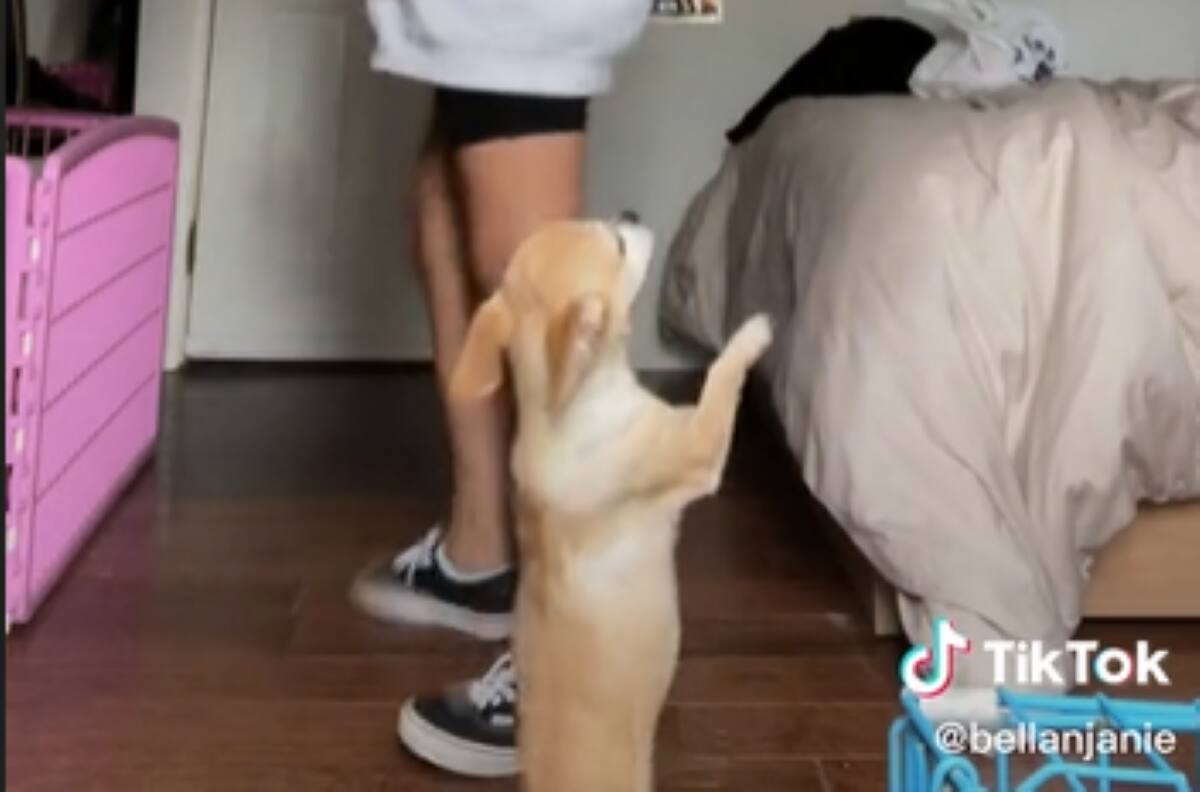 VIDEO | Entusiasta perrita baila al ritmo de "La neverita" de Bad Bunny en Tik Tok