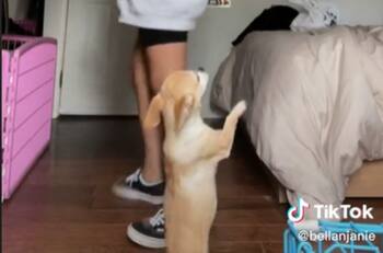 VIDEO | Entusiasta perrita baila al ritmo de "La neverita" de Bad Bunny en Tik Tok