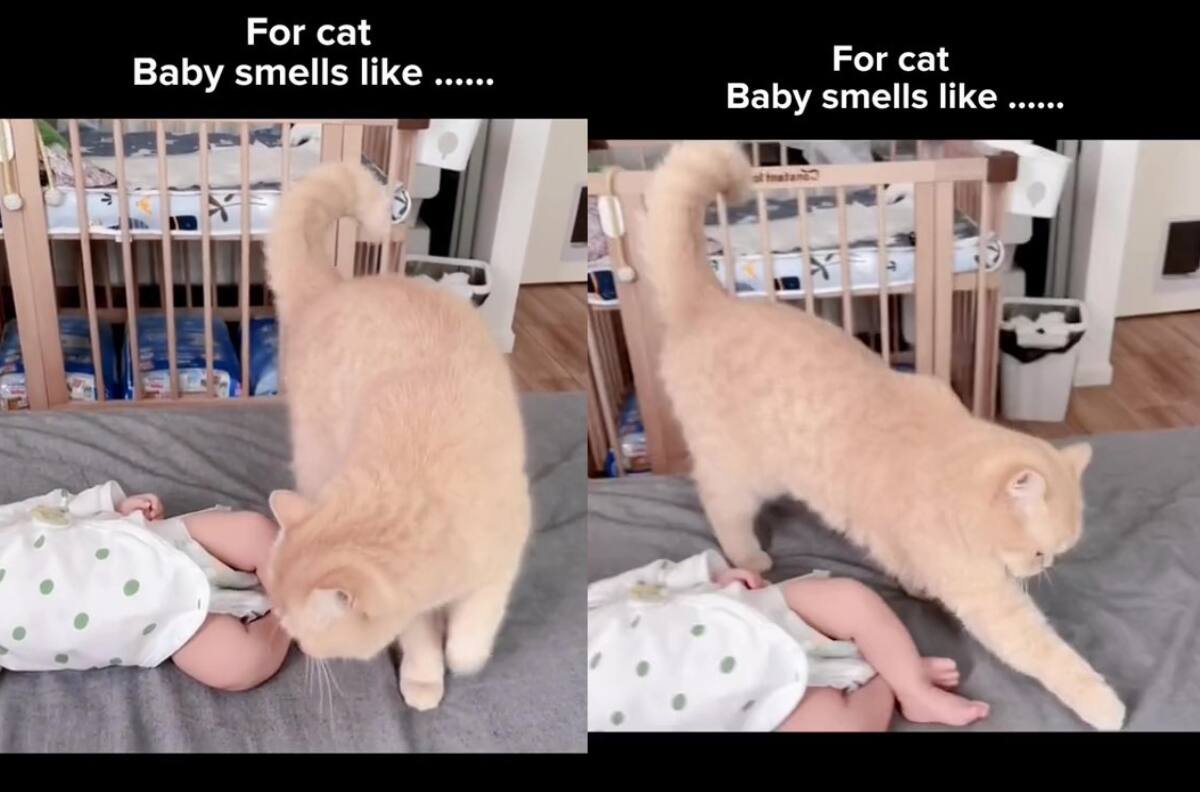 VIDEO | ¿Le cambiaré el pañal?: Gato se vuelve viral por tapar la caca de un bebé