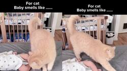 VIDEO | ¿Le cambiaré el pañal?: Gato se vuelve viral por tapar la caca de un bebé