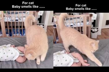 VIDEO | ¿Le cambiaré el pañal?: Gato se vuelve viral por tapar la caca de un bebé