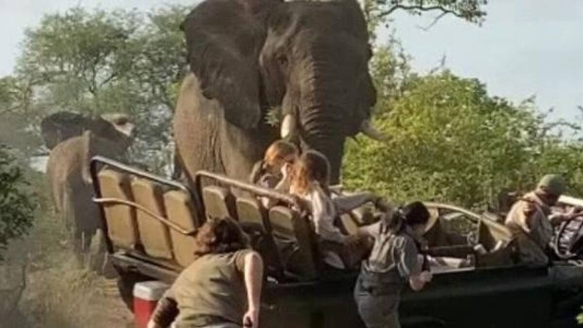 VIDEOS | Elefante ataca a vehículo de safari y pasajeros huyen desesperados