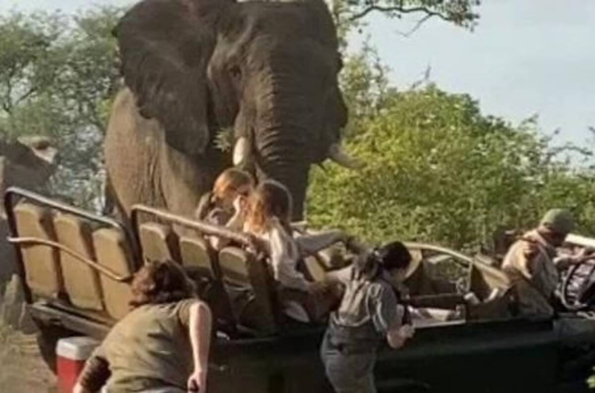 VIDEOS | Elefante ataca a vehículo de safari y pasajeros huyen desesperados
