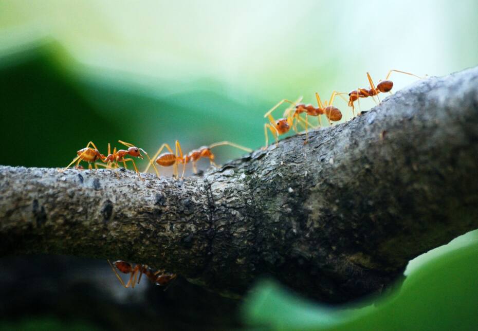 Aunque pueden resultar profundamente molestas, las hormigas cumplen funciones importantísimas en la naturaleza. | Befunky