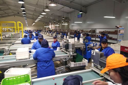 Alarma en Chile: su fruta estrella pierde terreno ante el auge de Perú en las exportaciones a Estado Unidos