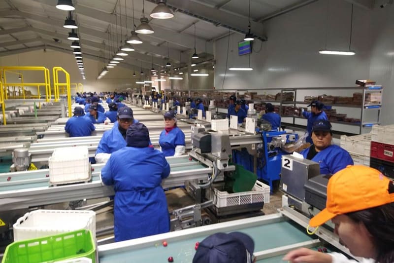 Expertos recomiendan un reajuste logístico para sobrevivir a la eventual crisis.
Créditos: Portal Agro Chile.