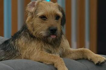 Bigote tiene su primera amiga en Chile: Conoció y jugó con la hija perruna de Natalia Valdebenito