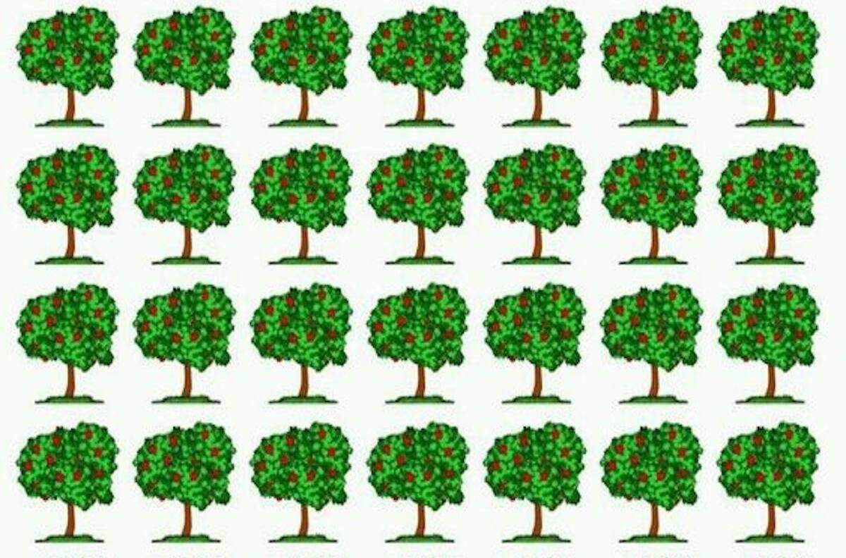 Acertijo Visual: ¿Puedes encontrar el árbol diferente en la imagen en menos de 10 segundos?