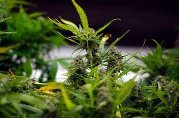 ¿Cuáles son los cosméticos CBD y cuál es su relación con la marihuana?