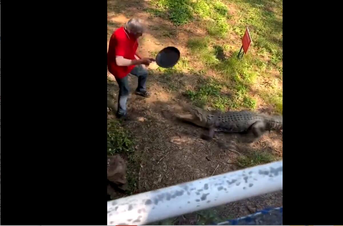 VIDEO | ¡Dale con el sartén! Hombre usa peculiar forma para enfrentarse a cocodrilo