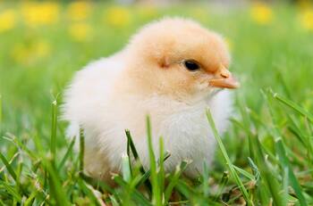 VIDEO | Pollito logra lo imposible: Serpiente cobarde se siente amenazada por un polluelo