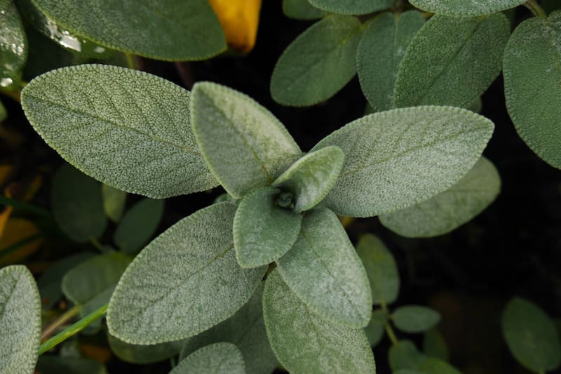 Descubre todos sus beneficios para la salud.