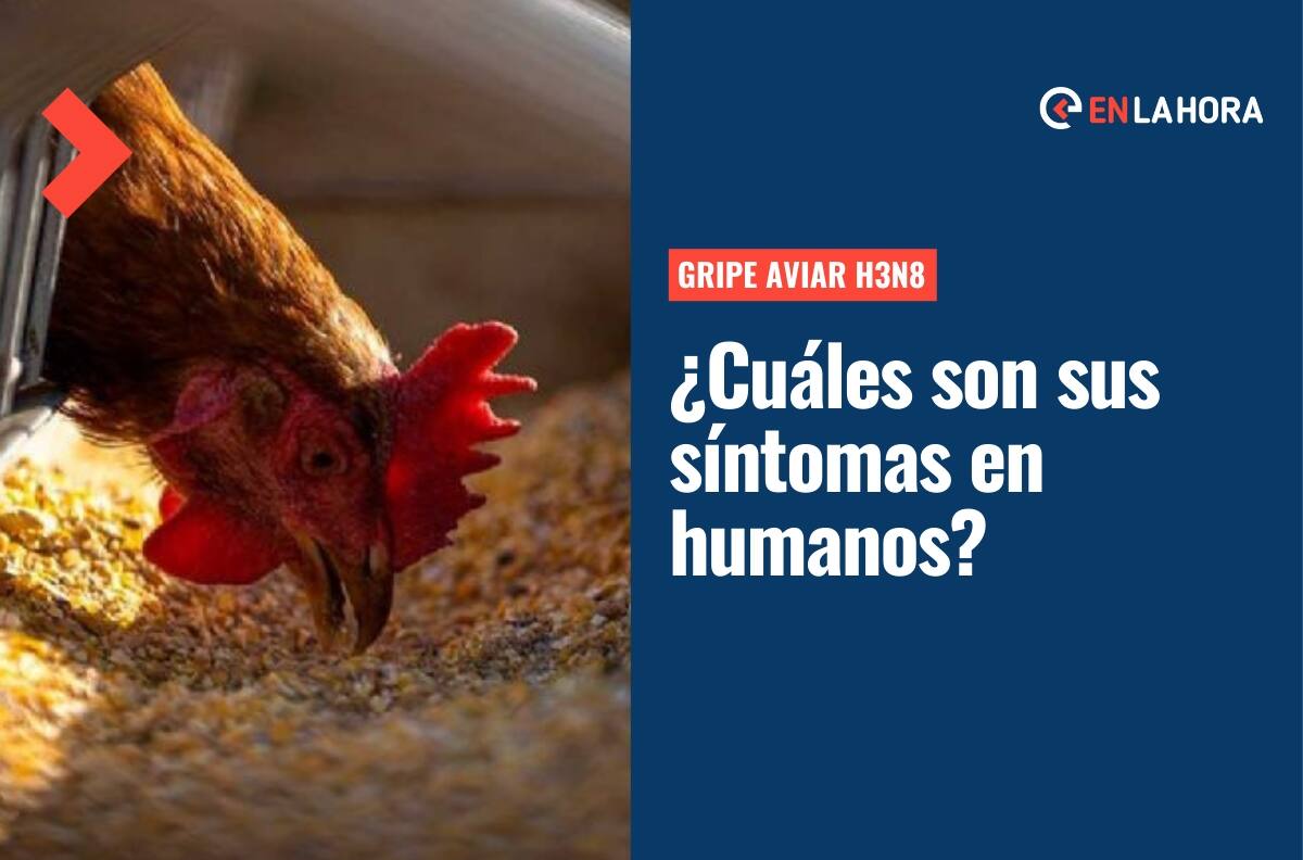 Nueva cepa de Gripe Aviar surge en China: ¿Cuáles son los síntomas de esta enfermedad en humanos?