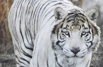 Parque Safari fue suspendido de forma indefinida por la Seremi del Trabajo