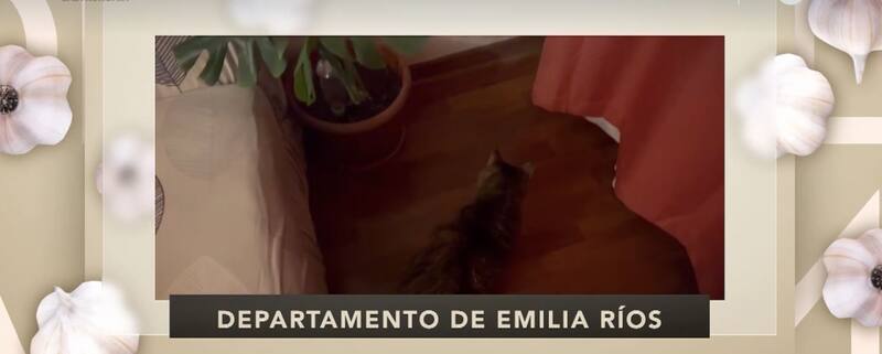 La alcaldesa de Ñuñoa vive rodeada de sus mascotas. Créditos: CHV.