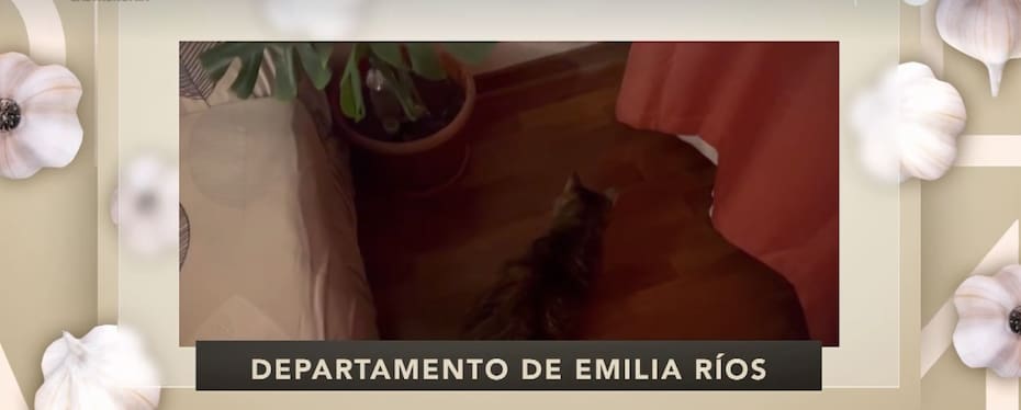 La alcaldesa de Ñuñoa vive rodeada de sus mascotas. Créditos: CHV.