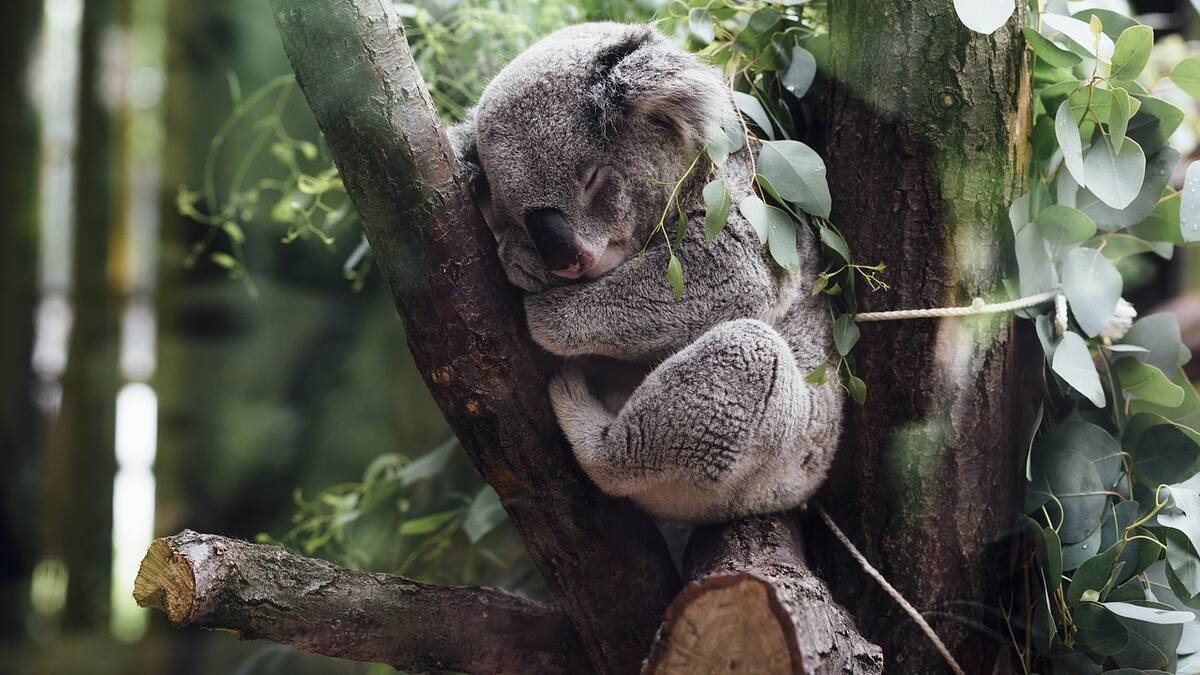 Los koalas ahora son una especie en peligro de extinción en dos estados de Australia