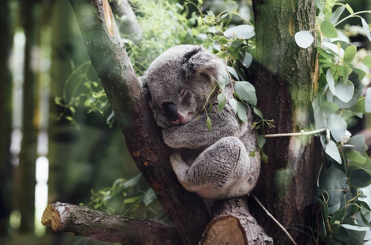 Los koalas ahora son una especie en peligro de extinción en dos estados de Australia