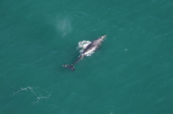 ¡Se creía extinta! Científicos captan especie de ballena en el océano Atlántico
