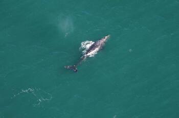 ¡Se creía extinta! Científicos captan especie de ballena en el océano Atlántico