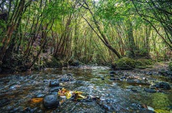 Este santuario natural está a menos de una hora de Santiago y es el panorama ideal para alejarte del estrés de marzo