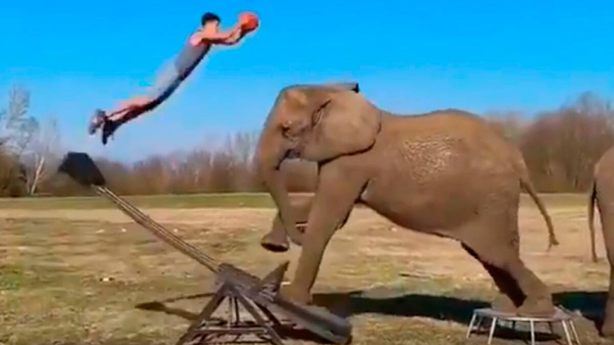 El genial punto de un basquetbolista con ayuda de un elefante