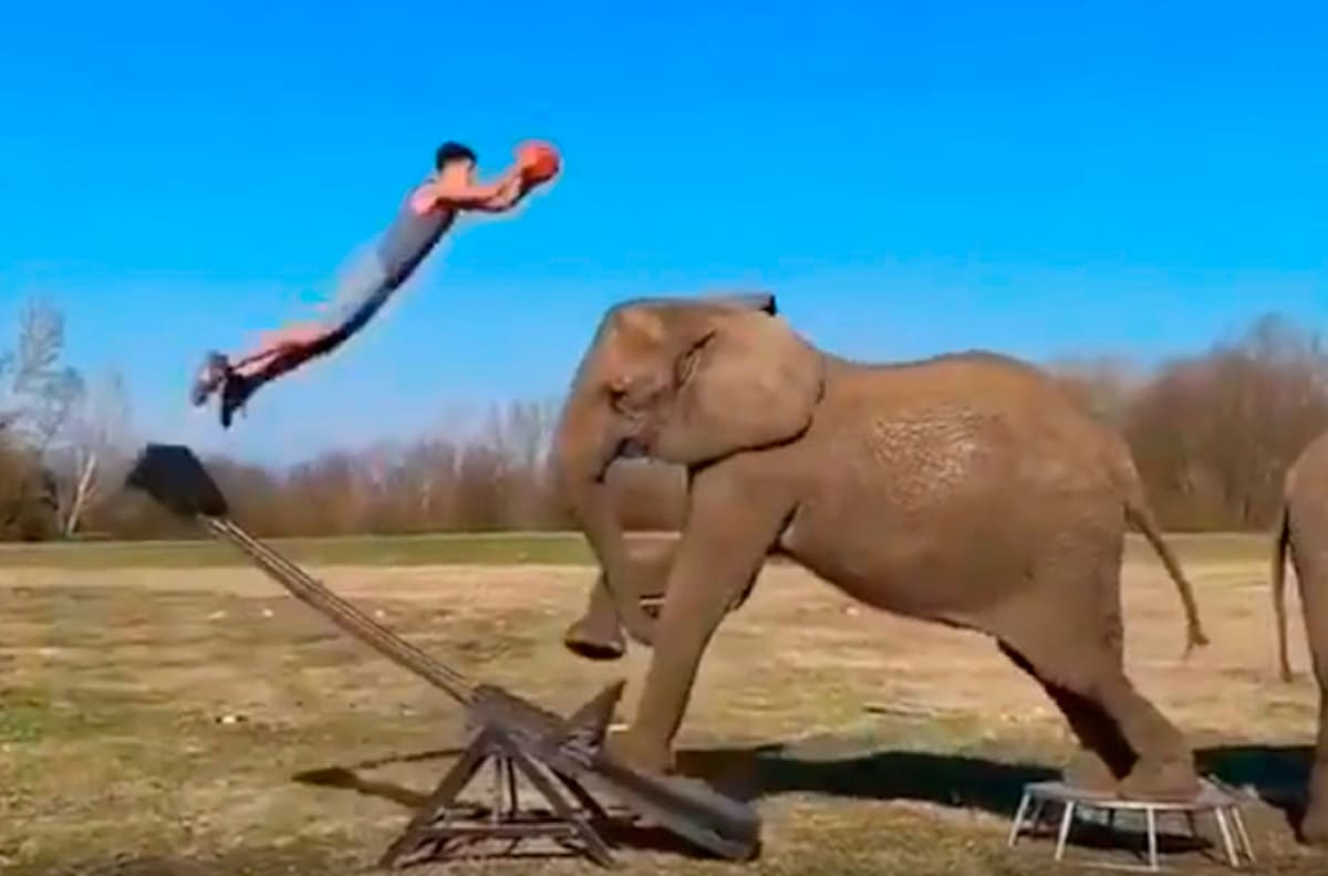 El genial punto de un basquetbolista con ayuda de un elefante