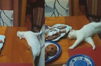 VIDEO | ¡Pero Kitty!: Gatita protagoniza divertido momento al disimular para robar una rosca