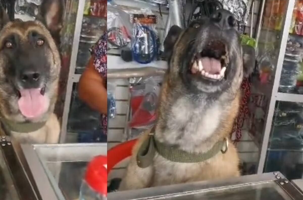 VIDEO | Perrita que atiende a clientes se hace viral: Trae los productos que le piden