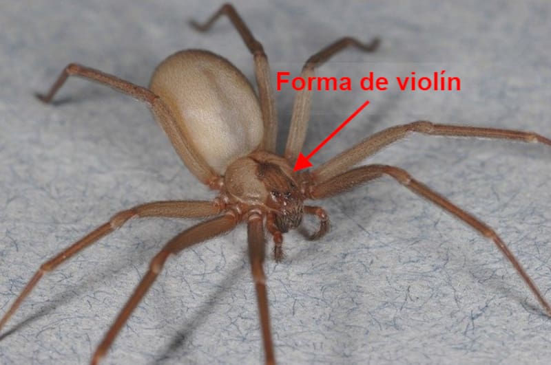 La araña de rincón también es conocida como "araña violinista" por la forma de violín que tiene sobre su cabeza. | Foto: AnimalSpot