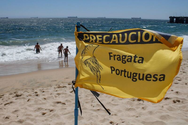 El Ministerio de Salud entregó una serie de recomendaciones ante la presencia de esta especie.
Créditos: Aton.