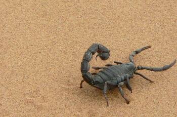 Invasión de escorpiones deja tres fallecidos más de 500 personas heridas