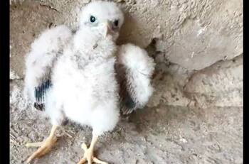 VIDEO | ¿Lo habrá salvado? Hombre decide ayudar a un pequeño pajarito a volver a su nido