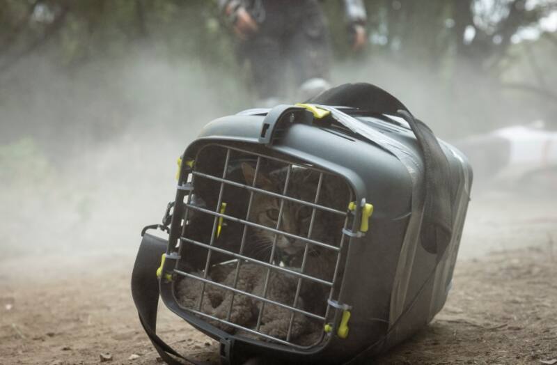 En “Apocalipsis Z: El principio del fin”, Lúculo es el fiel amigo del protagonista.