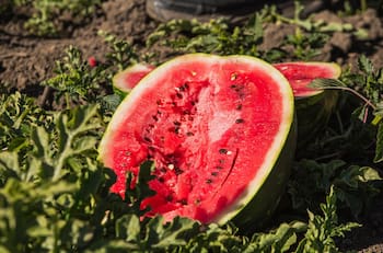 Festival de la Sandía de Paine 2026: Fechas, artistas confirmados y valor de las entradas para la fiesta del verano en la RM