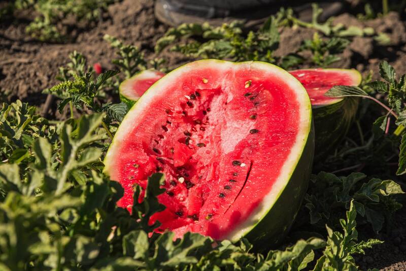 El evento busca celebrar la temporada de este fruto tradicional de la zona. Créditos: Municipalidad de Paine.
