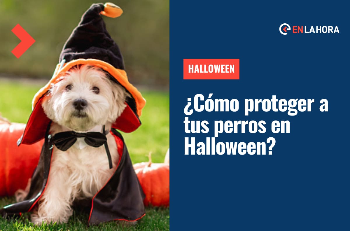 Halloween 2022 | ¡Dulce o peluditos! Conoce cómo proteger a tu perro durante esta celebración