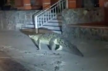 VIDEO | Captan a cocodrilo de al menos 2 metros deambulando por las calles de Manzanillo