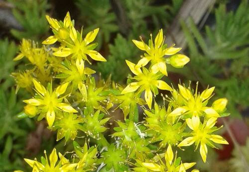Las flores amarillas, según el Feng Shui, son un iman de prosperidad | Foto: Pinterest