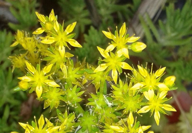 Las flores amarillas, según el Feng Shui, son un iman de prosperidad | Foto: Pinterest