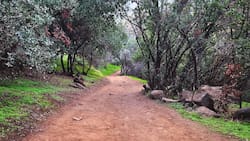 Parque Natural Quebrada de Macul: Un clásico gratuito de la Región Metropolitana perfecto para refrescarse