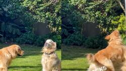 VIDEO | ¡Ataca!: Perrito se acerca sigilosamente a su hermano para saltarle encima