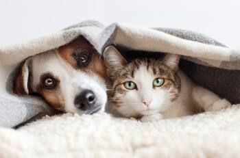 Chile está en el ranking: estos son los 5 países latinoamericanos que más aman a las mascotas