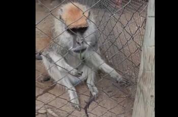VIDEO | Denuncian a zoológico de La Serena por maltrato animal tras muerte de mono que se volvió viral