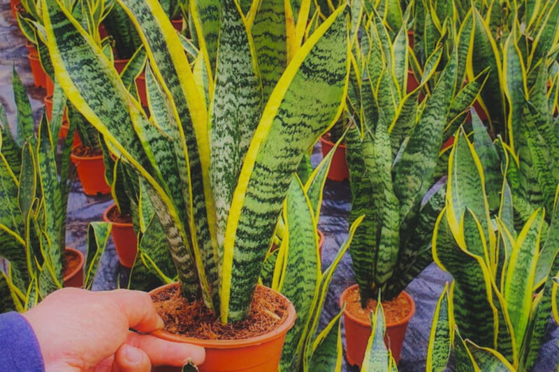 Un infaltable en las casas chilenas y que sirve contra el calor. Créditos: viverochillan.cl