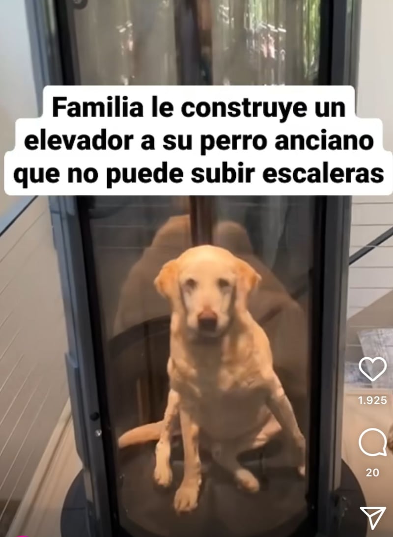 Construyeron un ascensor para el perro.