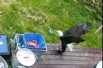 VIDEO | ¡Luchó por su vida! Captan momento en que águila calva intenta secuestrar a pequeño perrito yorkie