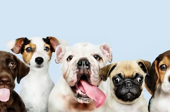 Estos son los 10 nombres de perros más utilizados en Chile, según la IA