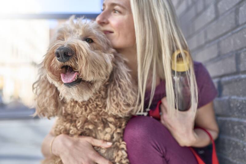 ¿Vas a viajar con tu perro? Toma esto en consideración.